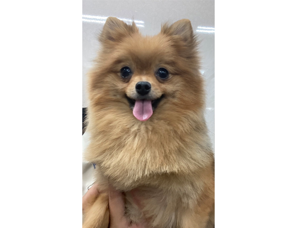 生徒が撮影したモデル犬☆